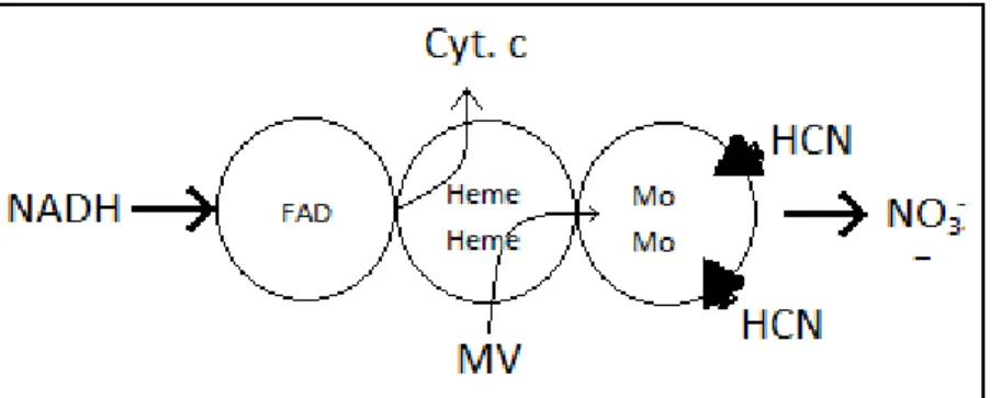 Figura  4.  Estructura  de  la  nitrato  reductasa  de  Chlorella    conforme      a  Solomonson  (De  Solomonson  L