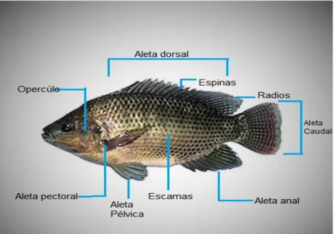 Figura 1. Anatomía externa de la tilapia del Nilo (Adaptado de Montoya-Camacho, 2013)