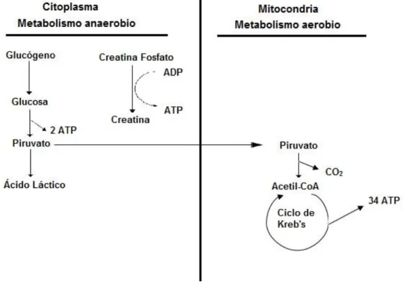 Figura 3. Principales metabolitos relacionados con la obtención de energía aeróbica y  anaeróbica en organismos acuáticos (Adaptada de Montoya-Camacho, 2013)