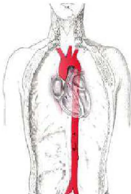 Figura 1.1: Esquema del ventr´ıculo izquierdo y la aorta [27].
