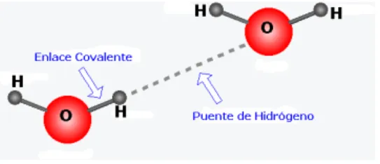 Figura 1.9: El puente de hidr´ ogeno.