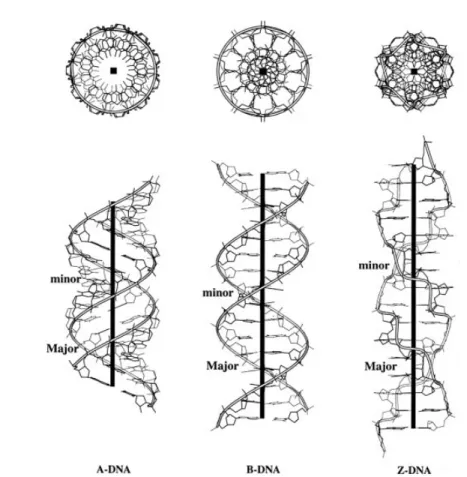 Figura 2.4: Vistas laterales y superiores que ilustran los rasgos característicos de las estructuras helicoidales regulares A, B y ADN-Z deducidas a partir de los modelos de difracción de rayos X de fibras representativas