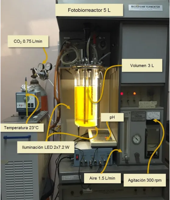 Figura 7. Cultivo de microalgas en fotobiorreactor instrumentado. 