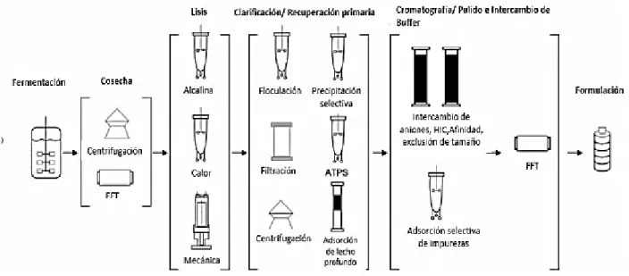 Figura 3. Alternativas típicas del proceso de producción de plásmidos. Las operaciones unitarias comúnmente utilizadas para  cada fase del proceso se pueden combinar para hacer una variedad de rutas de procesamiento