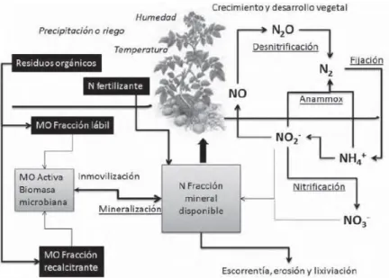 Figura  1.  Relaciones  entre  el  ciclo  del  nitrógeno  (N)  y  los  compartimentos  orgánicos  y  minerales