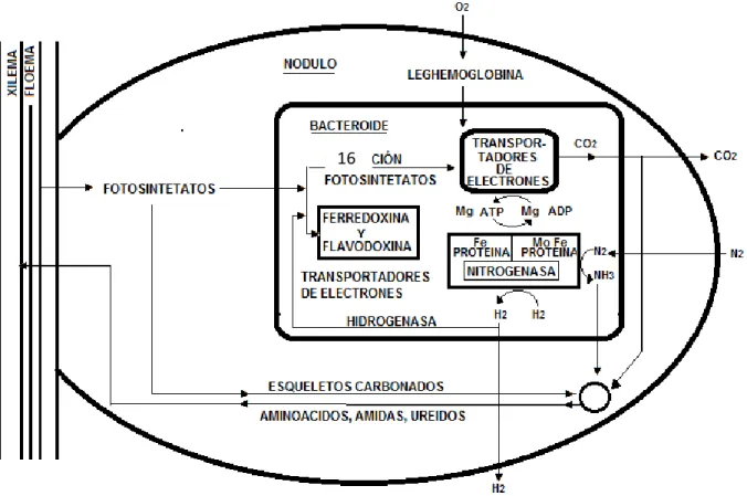 Figura 2. Bioquímica de la fijación biológica del nitrógeno en leguminosas noduladas. 