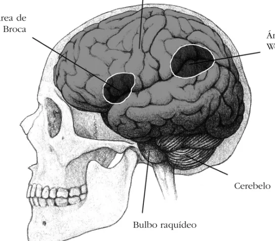 Mapa del cortex humano con la Área de Broca y la Área de Wernicke