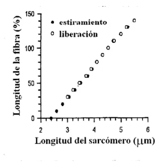 Figura  5.  La  figura  muestra  la  relación  lineal  que  existe  entre  la  longitud  sarcomérica  y  la fibrosa