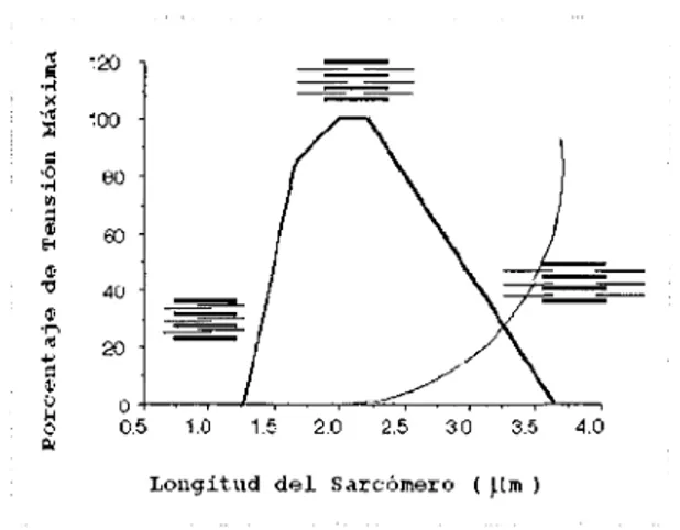 Figura 7. Esta figura muestra la relación sarcomérica  longitud tensión, mostrando  la fuerza activa (línea gruesa) y la fuerza pasiva (línea delgada) desarrolladas  por 