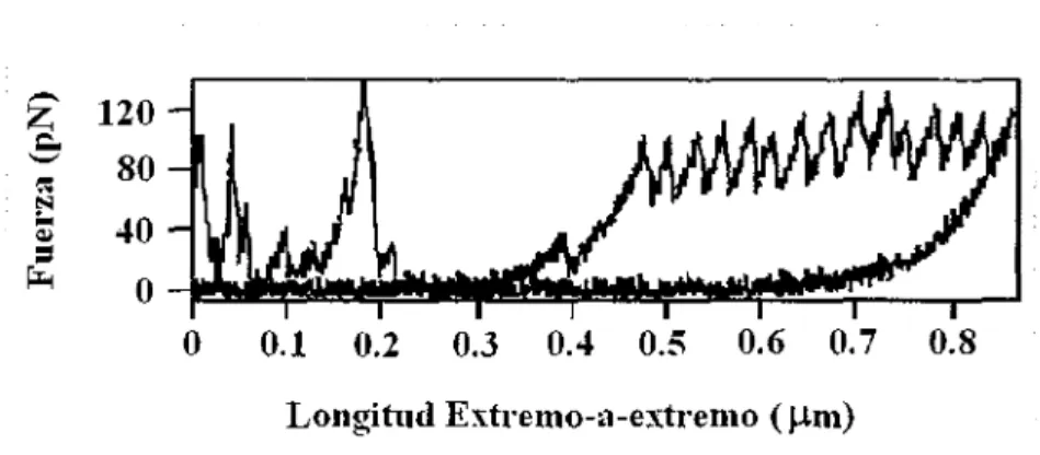 Figura  10. Gráfica de Fuerza vs Longitud extremo-a-extremo  para una molécula  aislada de Titina  en la cual aparecen  picos igualmente  separados