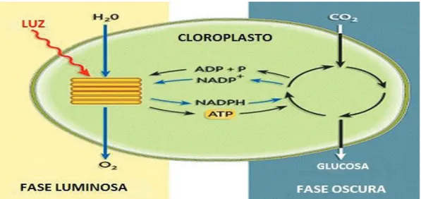 Figura 5. Esquema de las fases luminosas y oscuras de la fotosíntesis (Fuente: 