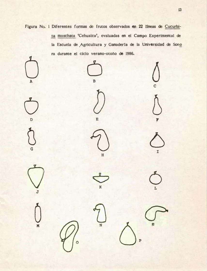Figura  No.  1  Diferentes  formas  de  frutos  observados  en  22  lineas  de  Cucurbi- 