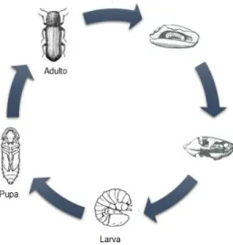 Figura 1. Ciclo de vida de Rhyzopertha dominica (Imagen tomada y modificada de lucidcentral.org  y erails.net)