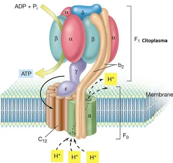 Figura 7. Enzima ATP sintasa de Escherichia coli (www.ugr.es). 