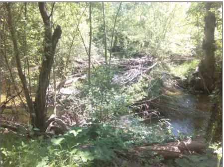 FIGURA 23. Río Duratón entre el puente de Talcano y el puente del Villar (Sepúlveda), se observa la  acumulación se materiales depositados por la crecida primaveral (foto tomada a principios de junio)