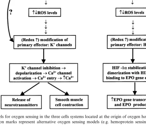 Fig. 1. Redox models for oxygen sensing in the three cells systems located at the origin of oxygen homeostatic loops