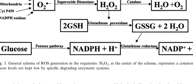 Fig. 3. General schema of ROS generation in the organisms. H 2 O 2 , at the center of the scheme, represents a common final product whose levels are kept low by specific degrading enzymatic systems.