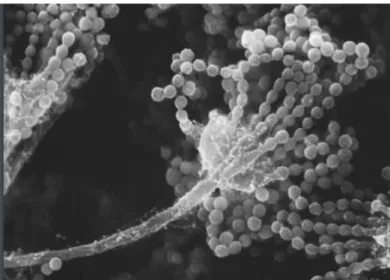 Figura  1.  Morfología  microscópica  de  Aspergillus,  se  observan esporas, micelio característicos del género