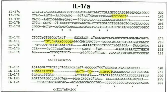 Figura  5.  Alineamiento  múltiple de  secuencia  nucleótidica  de  la  citosina  Th17