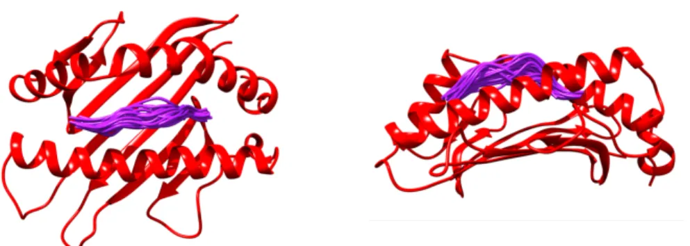 Figure 17. HLA structural set of peptide conformations. Fifty peptide conformations (purple) were derived from clustering a set of 534 PDB structures only containing the three human leukocyte antigens (HLA)