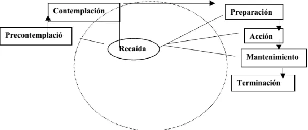 Figura 2. Representación de las etapas de cambio del MTT (Cabrera, 2000; pág. 6). 