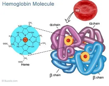 Figura 1. Estructura de la hemoglobina y del grupo hemo. Fuente: 