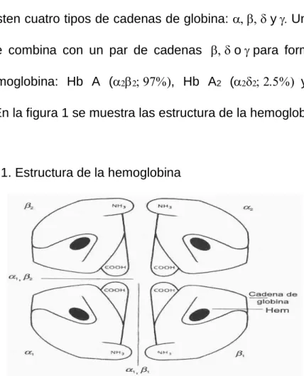 Figura 1. Estructura de la hemoglobina 