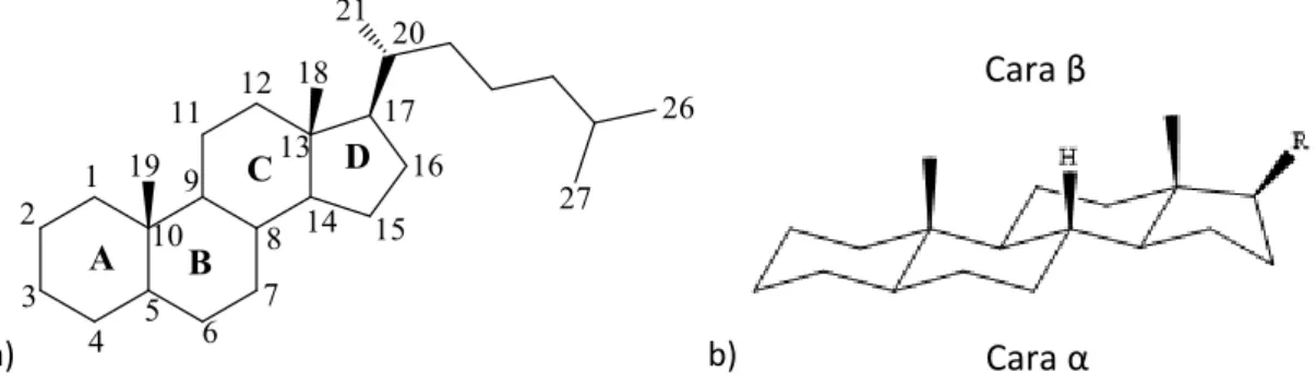 Figura 1.- a) Esqueleto y nomenclatura de un esteroide; b) Estructura de un esteroide 