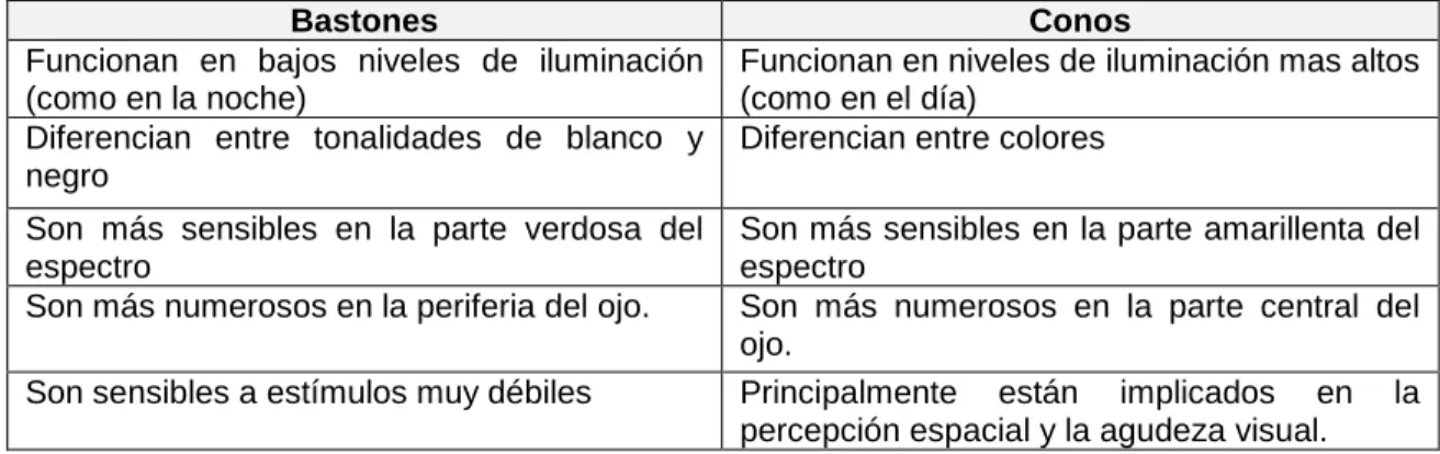 Tabla 1. Diferentes propiedades de los bastones y los conos.