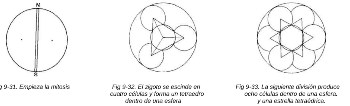 Fig 9-31. Empieza la mitosis                         Fig 9-32. El zigoto se escinde en                     Fig 9-33