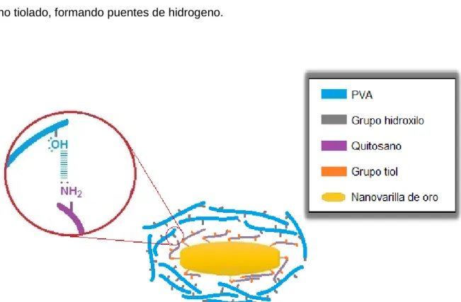 Figura 16. Interacción de Quitosano con PVA . 