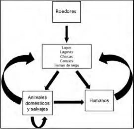 Figura 1.1: Formas en las que la bacteria interact´ ua entre las distintas clases.