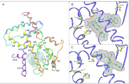 Figure  3.  3D  structure  of  PPARγ  along  with  the  secondary  structure  elements  (A)