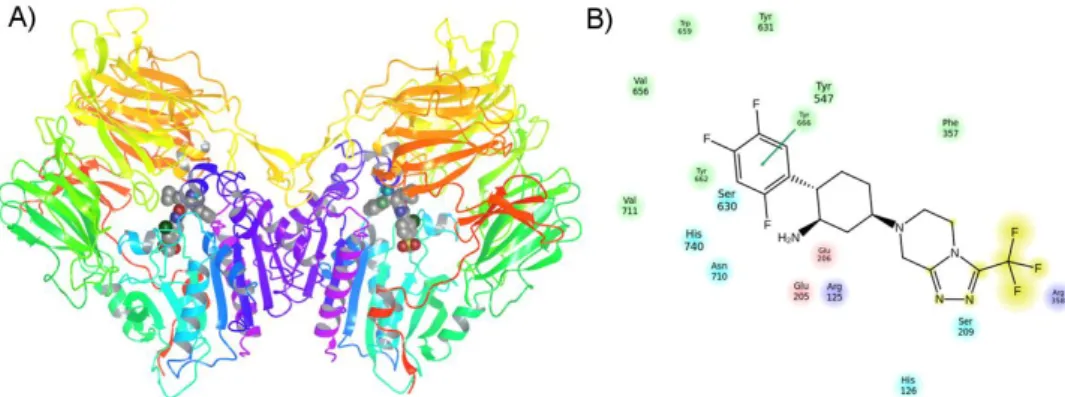 Figure 5. A) Human DPP-IV in complex with a fluoroolefin inhibitor (crystal structure 3C45  with  two  chains)