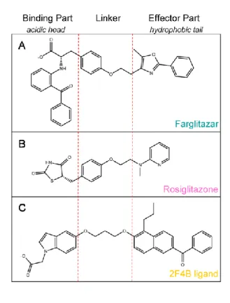 Figure 1. Schematic representation of the common parts of PPARγ full agonists. 