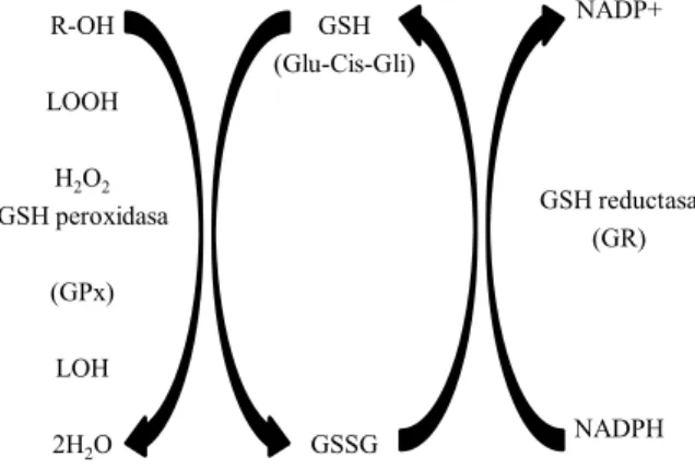 Figura 14 Diagrama del sistema redox del glutatión. Glutatión es un tripéptido de cisteína,  glutamato  y  glicina,  el  cual  sufre  oxidación  y  forma  su  homodímero  GSSG