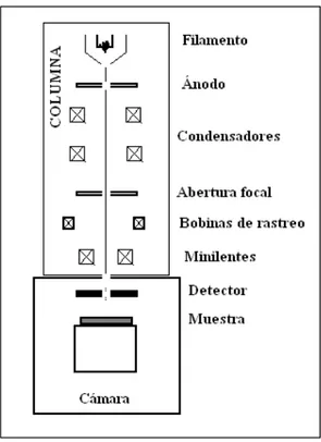 Fig 3.2  Diagrama esquemático de un equipo SEM, mostrando la columna y las partes  principales