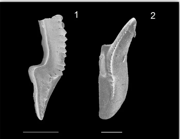 Figura 11. Conodontos del Fameniano (Devónico superior) de la sección del C. Guayacán  (Cobachi)