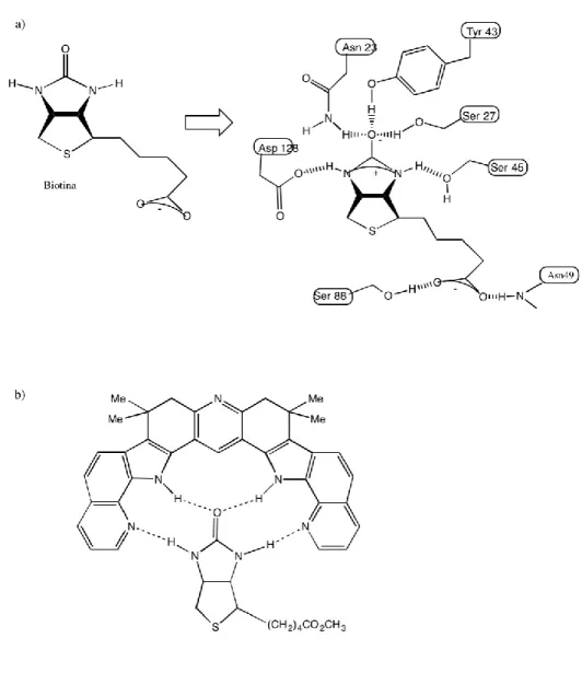 Figura 5. a) Esquema ilustrativo de la unión de biotina a estreptavidina. b) Biotina unida a  un receptor artificial