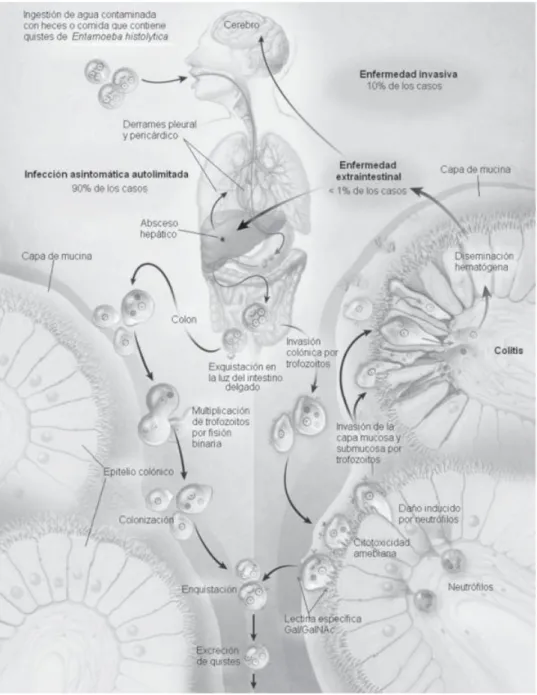 Figura 1. Ciclo de vida de Entamoeba histolytica (Gómez y cols., 2007). 