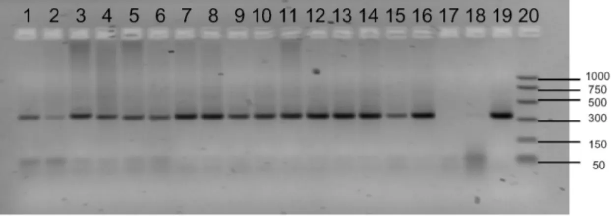 Figura  4.  Electroforesis  en  gel  de  agarosa  al  2%  de  los  amplificados  correspondientes  al  Locus  DA