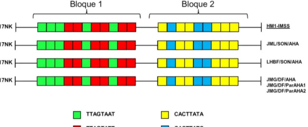 Figura  9.  Representación  esquemática  de  los  STR’s  del  Locus  NK2  de  E. 