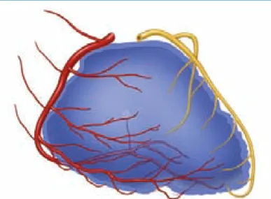 Figure 6-3. In  ≤10% of patients, the left circumﬂ ex coronary artery  supplies perfusion to a larger extent of the right ventricle than usual,  through posterior diagonal branches off the posterior descending coronary  artery and from acute marginal branc