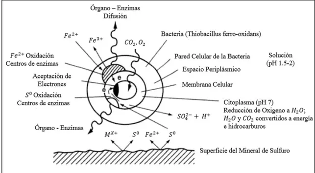 Figura 7. Simplificación del mecanismo de bacterias que catalizan las reacciones en la oxidación de  sulfuros  (Marsden y House, 2006)  