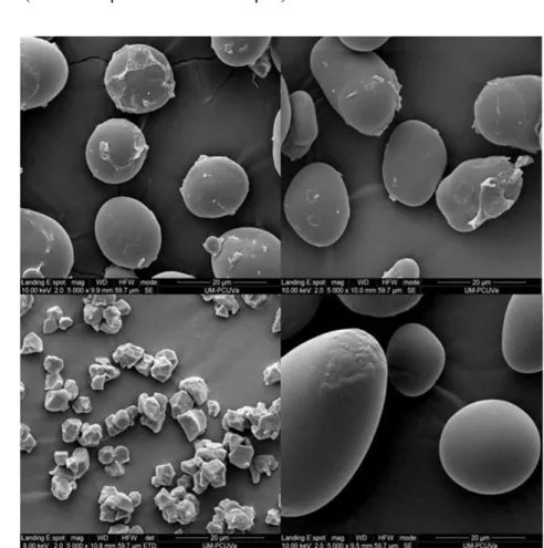Figure S1. SEM pictures of starches at magnifications of 5000x. A) pigeon pea starch, B) dolichos  bean starch, C) rice starch, D) potato starch