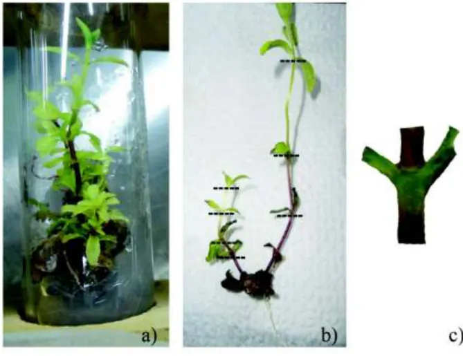 Figura 4. Cortes vegetativos: a) Selección de la planta. b) cortes de los entrenudos. c) Cortes en  forma de Y en plantas de estevia