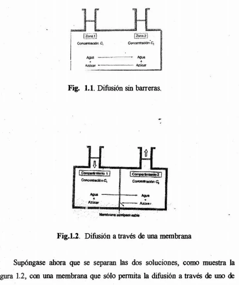 Fig.  1.1. Difusión sin barreras. 