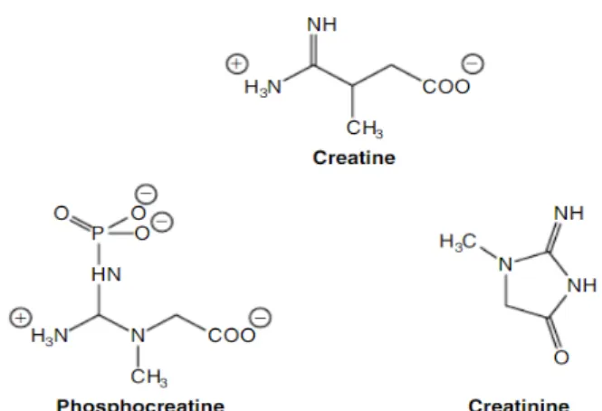 Figura  2. Estructura molecular de la creatina, la fosfocreatina y la creatinina                       