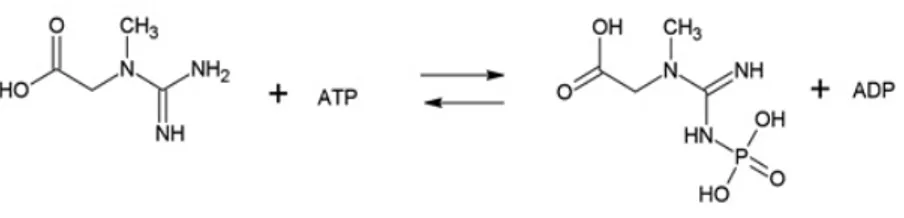 Figura  3. Reacción reversible de transferencia de fosfatos entre creatina y  fosfocreatina 