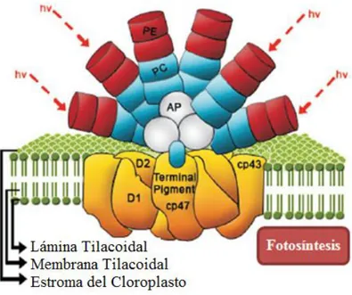Figura  1.  Ensamblaje  del  ficobilisoma  (PE=Ficoeritrina,  PC=Ficocianina  y  AP=Aloficocianina)